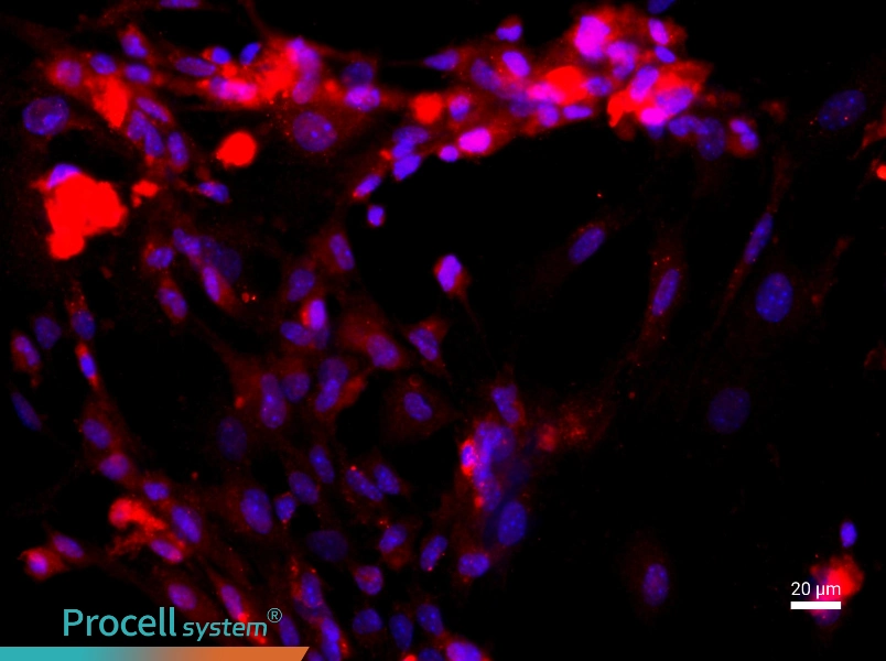 Rat Liver Sinusoidal Endothelial Cell Complete MediumRat Liver Sinusoidal Endothelial Cell Complete Medium - 2