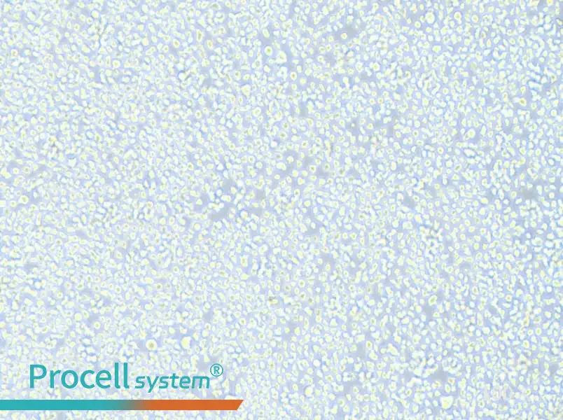 AMO1 Cell Complete MediumAMO1 Cell Complete Medium - 3