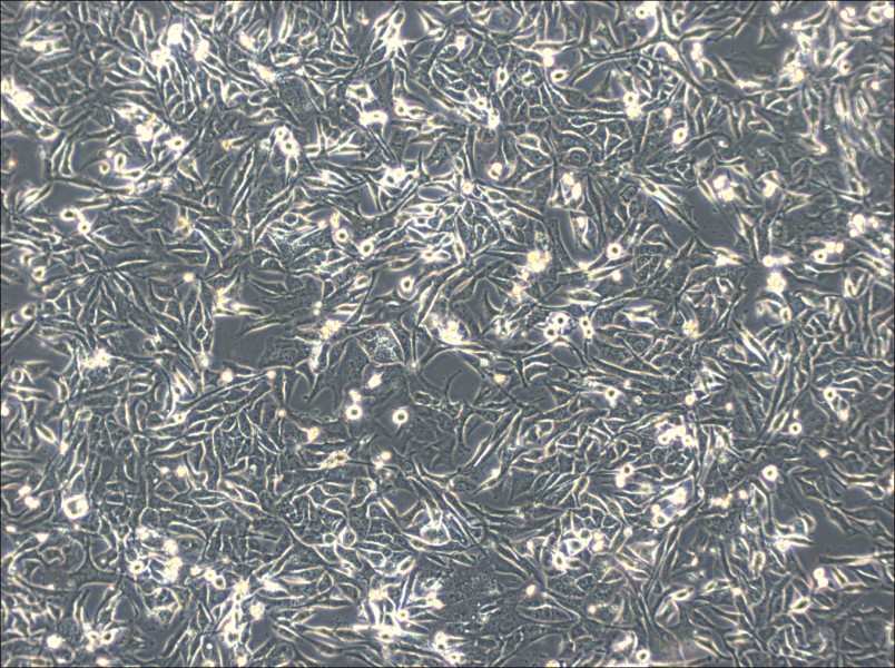 NCI-H596 Cell Complete Medium-searchlist-1