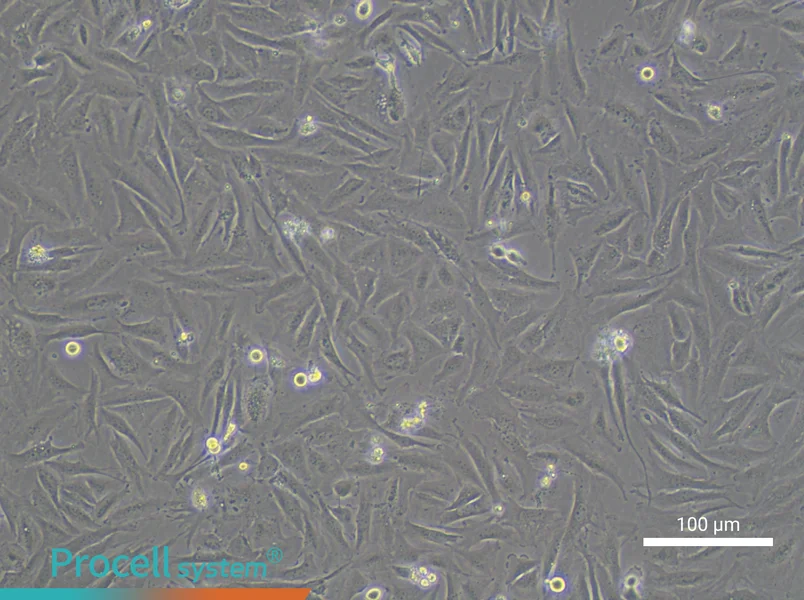 NCI-H1755NCI-H1755 - 3