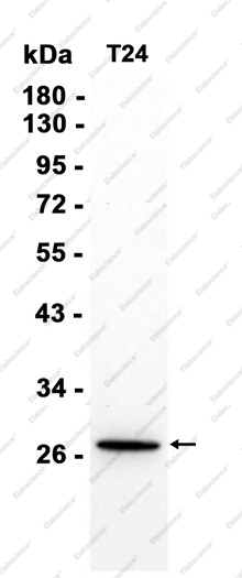 Recombinant BAP31 Monoclonal Antibody - 2