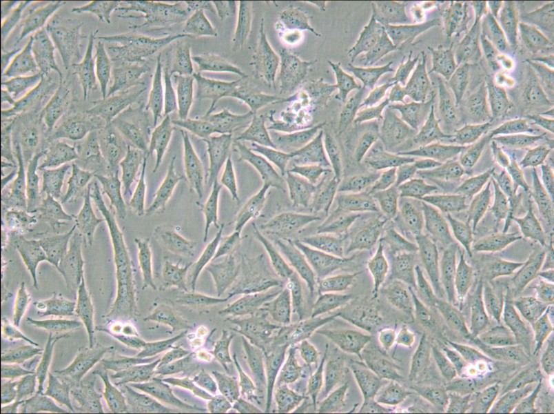 LN229 [LN-229; LNT-229] Cell Complete Medium - 6