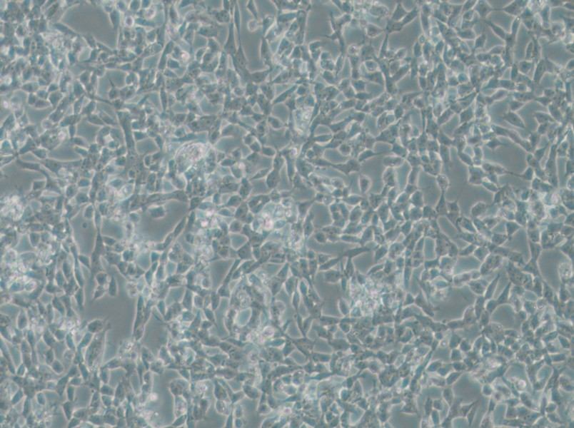 IMR-32 Cell Complete Medium - 5