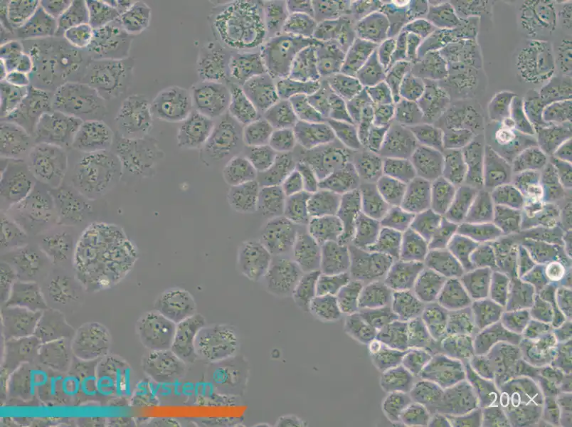 SW-13 (L15) Cell Complete Medium - 4