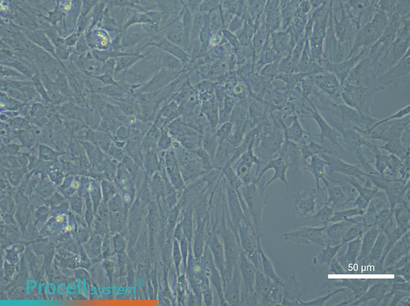 Rat Synovial Fibroblast Complete Medium - 4