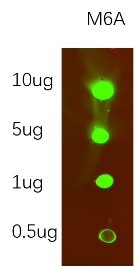 Recombinant N6-methyladenosine (m6A) Monoclonal Antibody-searchlist-1