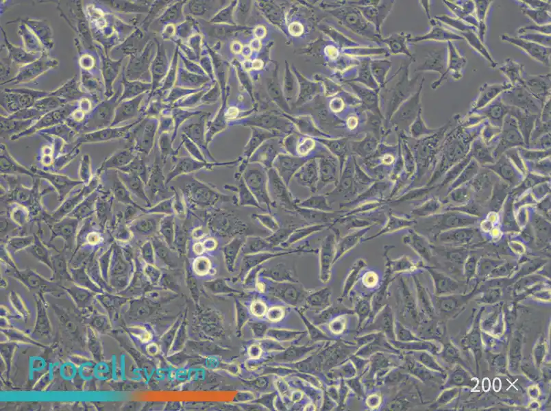 L6 Cell Complete Medium - 5
