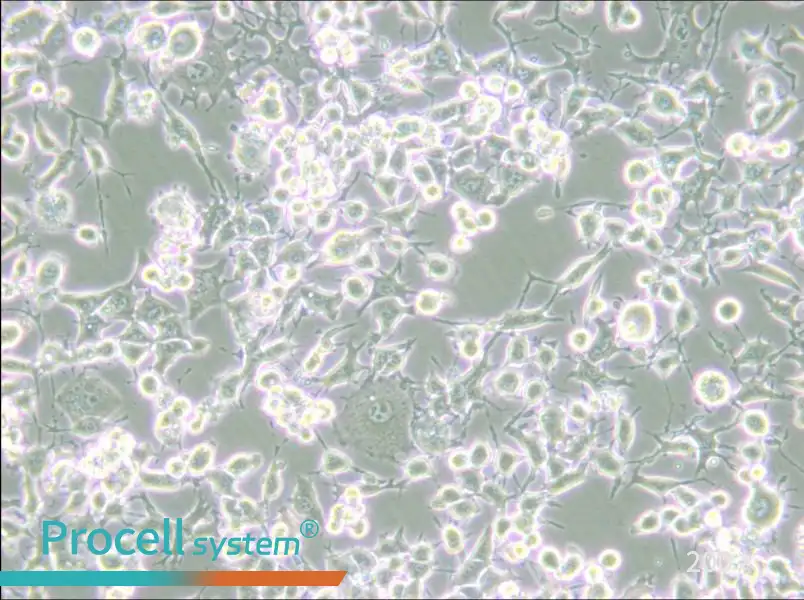 RAG Cell Complete Medium - 5