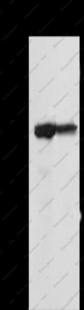 MSN Polyclonal Antibody - 1