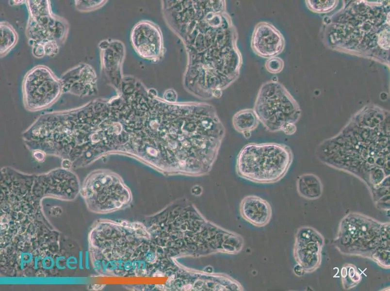 NCI-H1781 Cell Complete Medium - 6