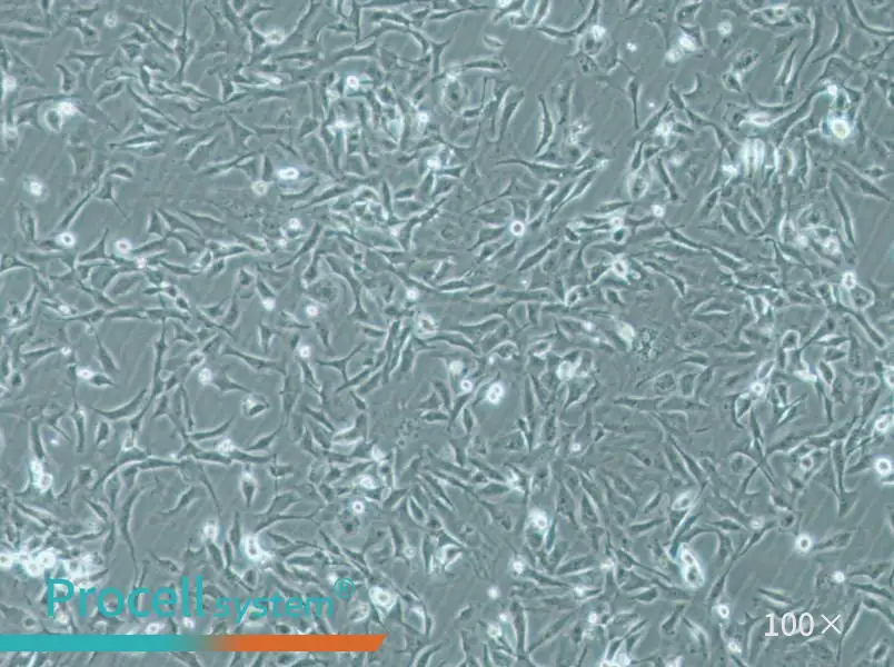 MiCl1 (S+L-) Cell Complete Medium - 1