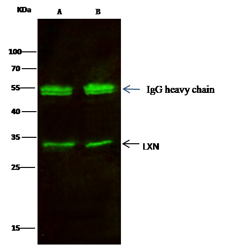 Recombinant Latexin/LXN Monoclonal Antibody - small - 3