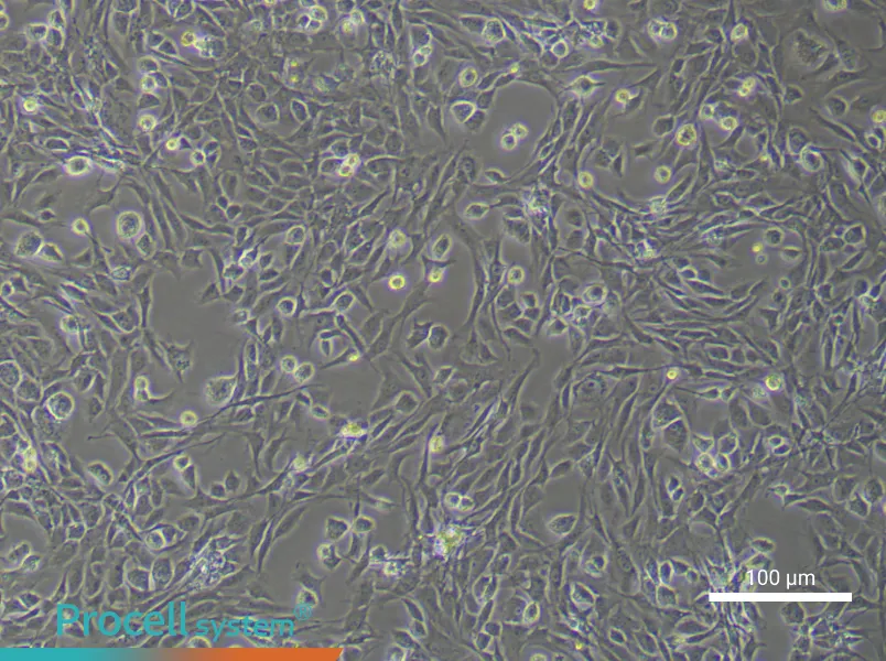 Rat Articular Chondrocyte Complete Medium - 1