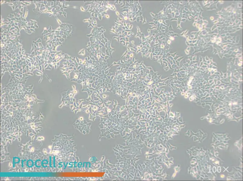 H-4-II-E [H4-II-E] Cell Complete MediumH-4-II-E [H4-II-E] Cell Complete Medium - 2