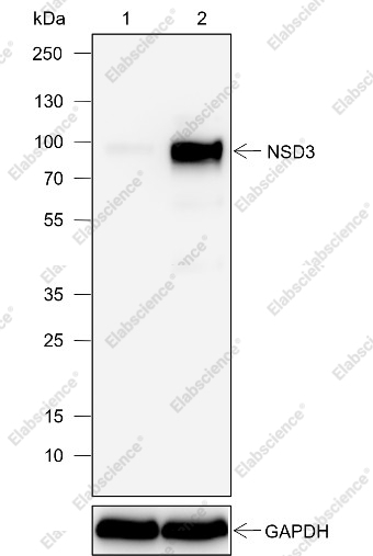 Recombinant NSD3 Monoclonal Antibody - 1