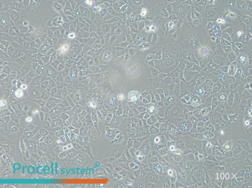 SW 780 [SW-780, SW780] (L15) Cell Complete MediumSW 780 [SW-780, SW780] (L15) Cell Complete Medium - 2