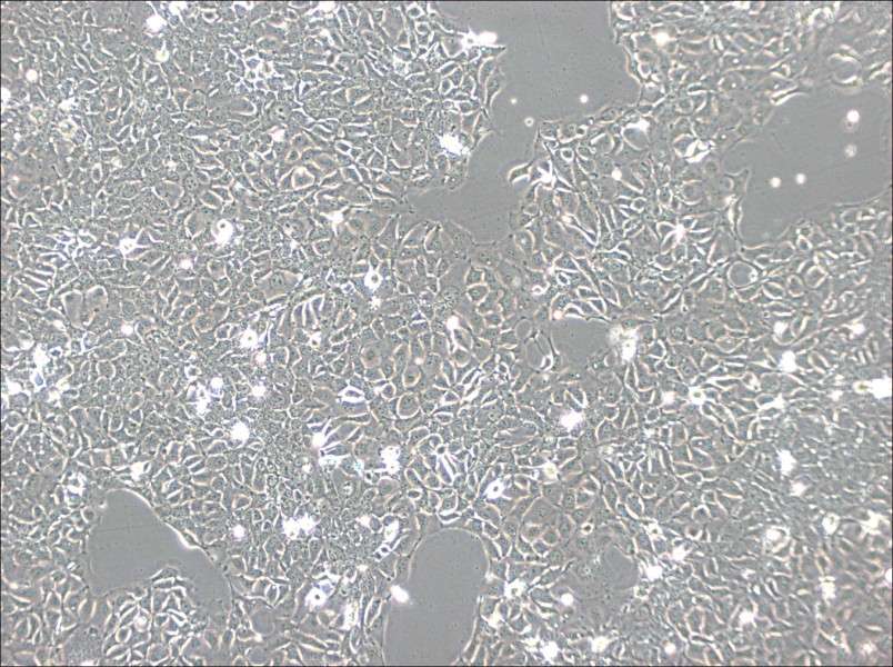 KYSE-140 Cell Complete Medium-searchlist-1