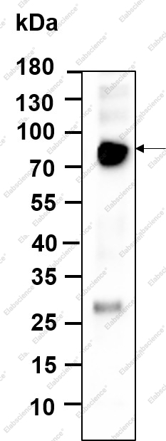 Recombinant FRS2 Monoclonal Antibody - 1
