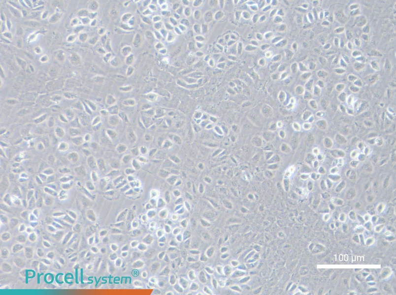 C166 Cell Complete Medium - 1