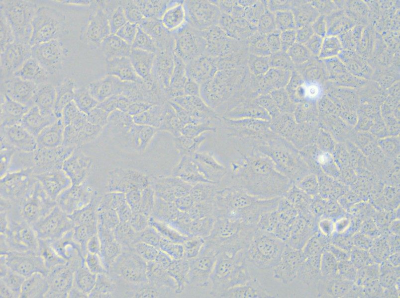 HCC-44 Cell Complete Medium - small - 4