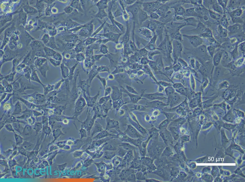 Rat Dermal Fibroblast Complete Medium - small - 4