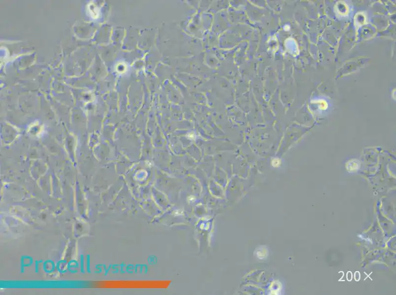AMC-HN-8 Cell Complete Medium - 4