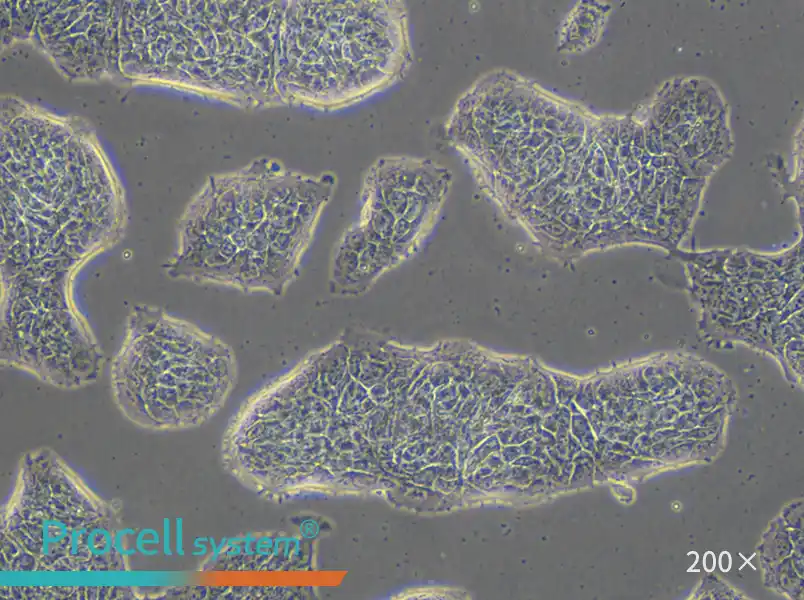 RT4 Cell Complete Medium - small - 6