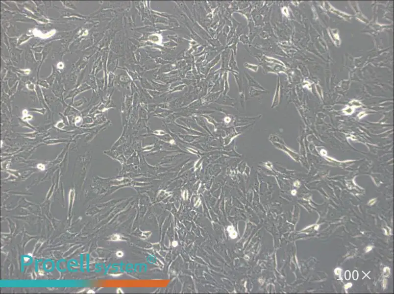 SW1783 (L15) Cell Complete MediumSW1783 (L15) Cell Complete Medium - 3