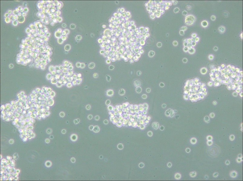 MMQ Cell Complete Medium - 6