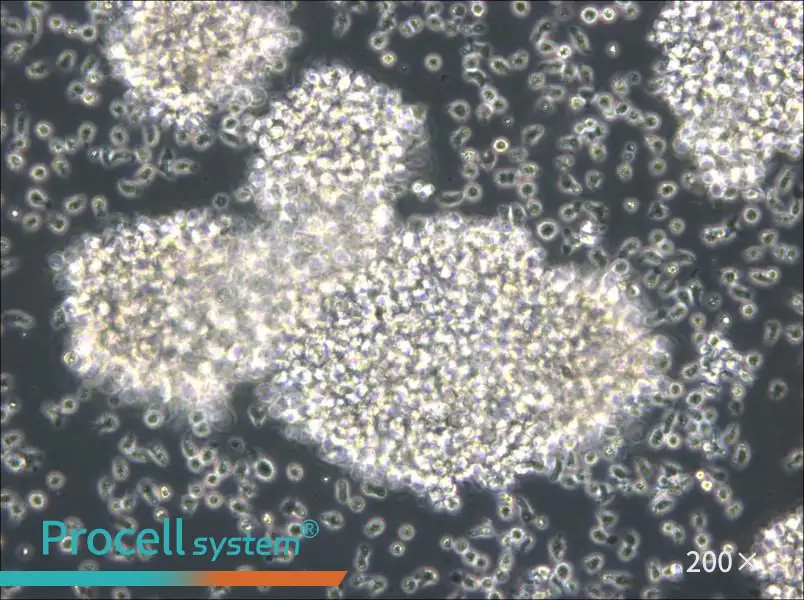 MC/CAR Cell Complete Medium - 6