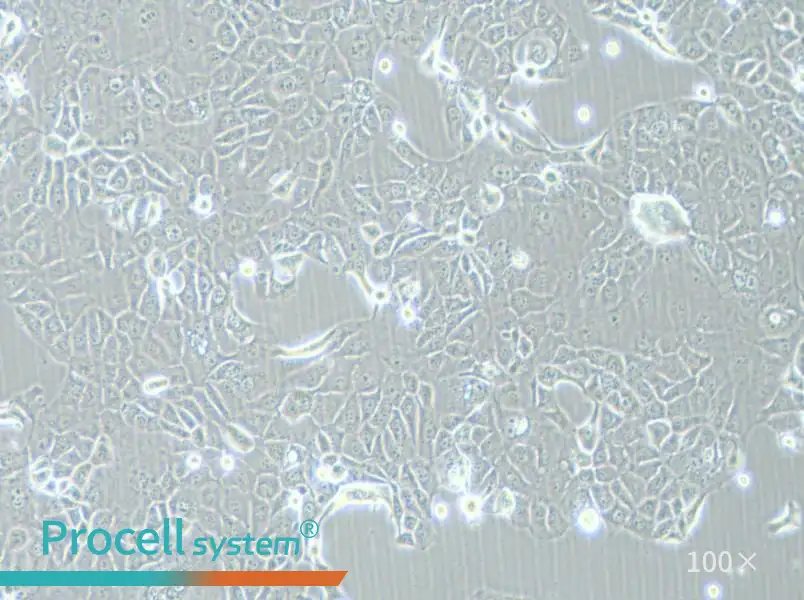 HCC-78 Cell Complete Medium - 1