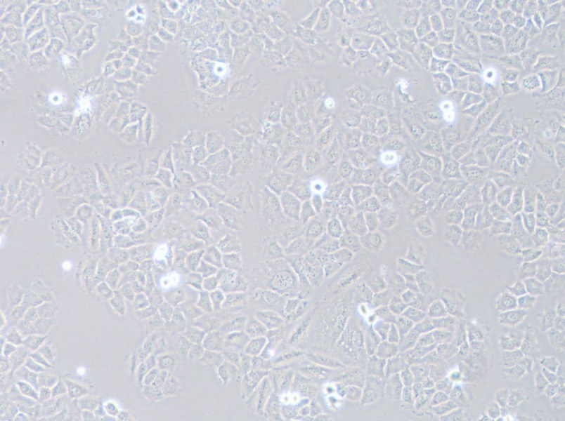 HCC-44 Cell Complete Medium - 3