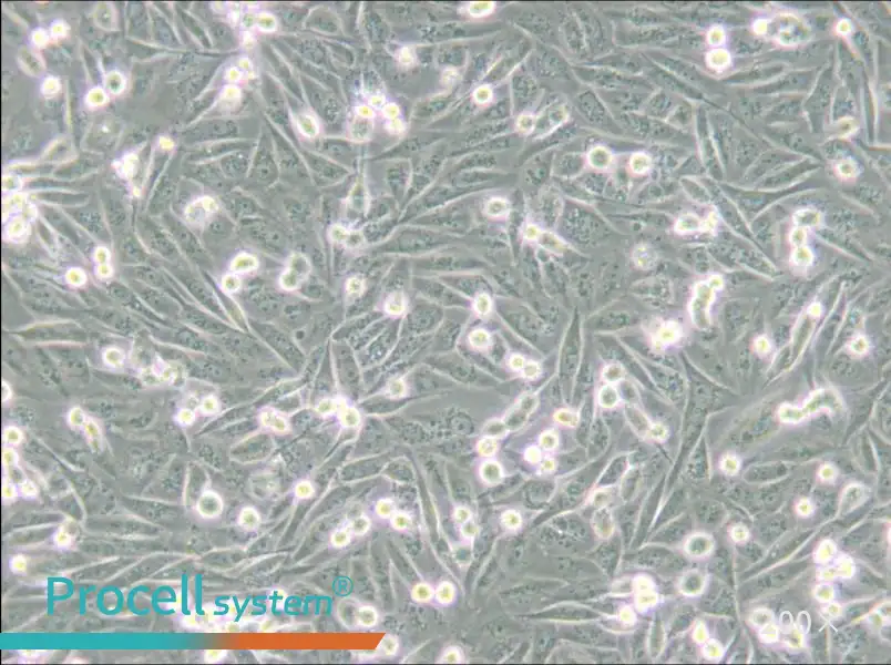 MDA-MB-231-GFP Cell Complete Medium - 7