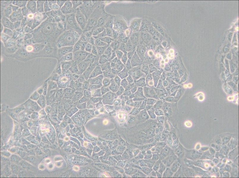 Panc 10.05 Cell Complete Medium - 6