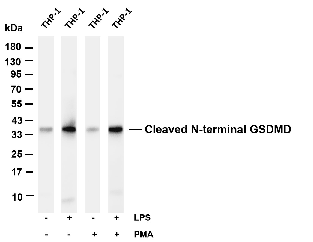 Recombinant Cleaved N-terminal GSDMD Monoclonal Antibody - 2