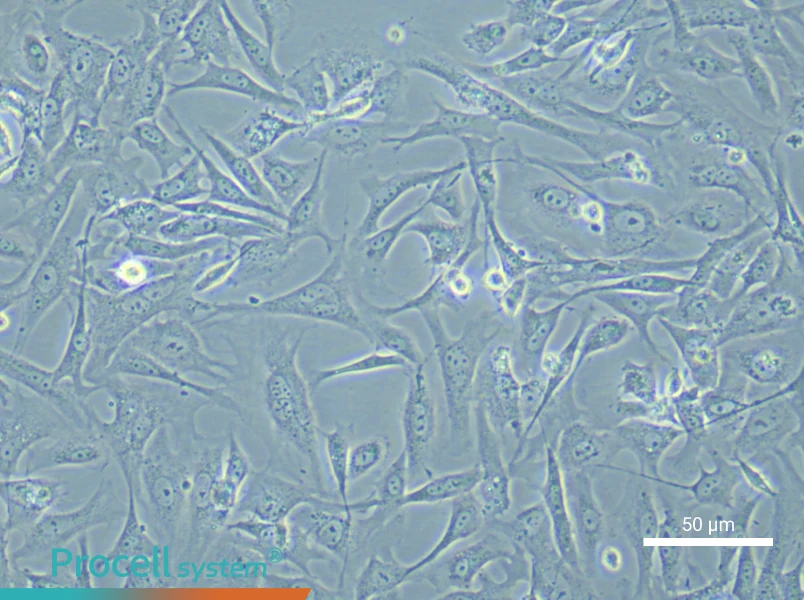 Mouse Embryonic Fibroblast (Mitomycin C treated) Complete MediumMouse Embryonic Fibroblast (Mitomycin C treated) Complete Medium - 5
