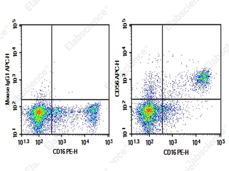 Purified Anti-Human CD56 Antibody[5.1H11] - 1