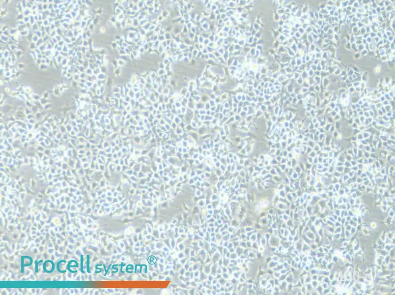 KYSE-180 Cell Complete MediumKYSE-180 Cell Complete Medium - 2