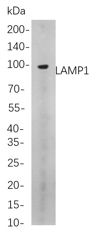 Recombinant LAMP1 Monoclonal Antibody-searchlist-1