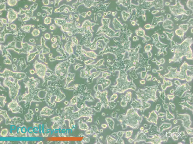 SW948 (DMEM) Cell Complete Medium - 1