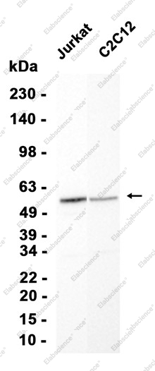 Recombinant Lumican Monoclonal Antibody - 1