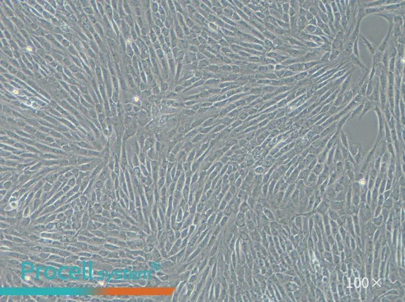 NRK Cell Complete Medium - 2