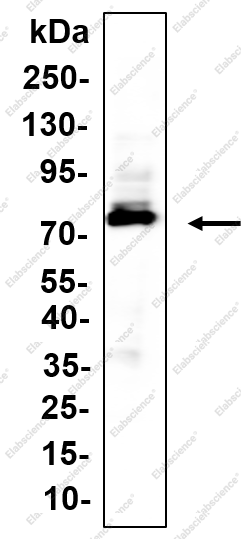 Recombinant DRD1 Monoclonal Antibody - 1
