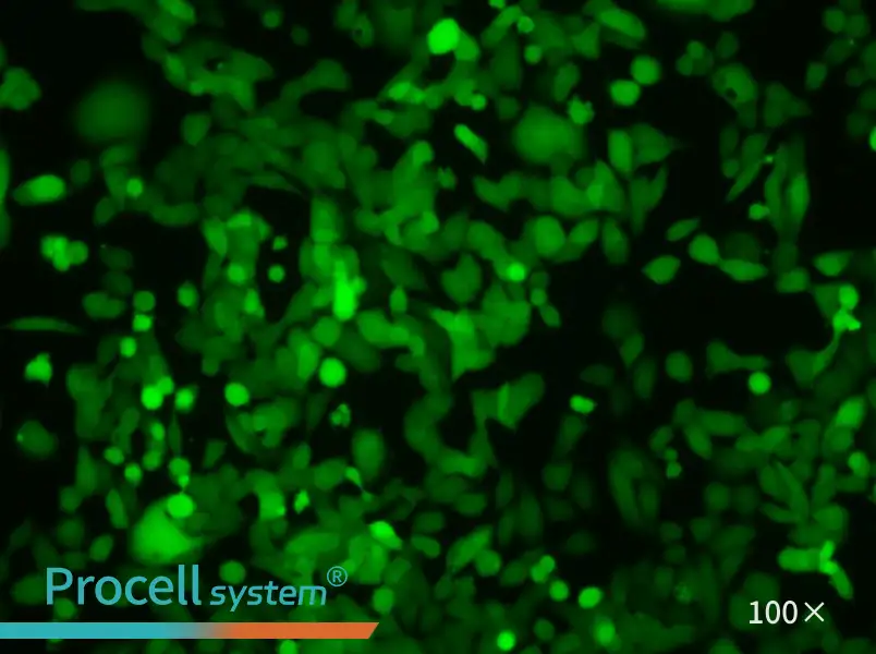NCI-H446-LUC-EGFPNCI-H446-LUC-EGFP - 2