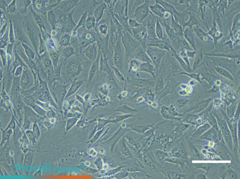 Mouse Testicular Leydig Cell Complete Medium - small - 4