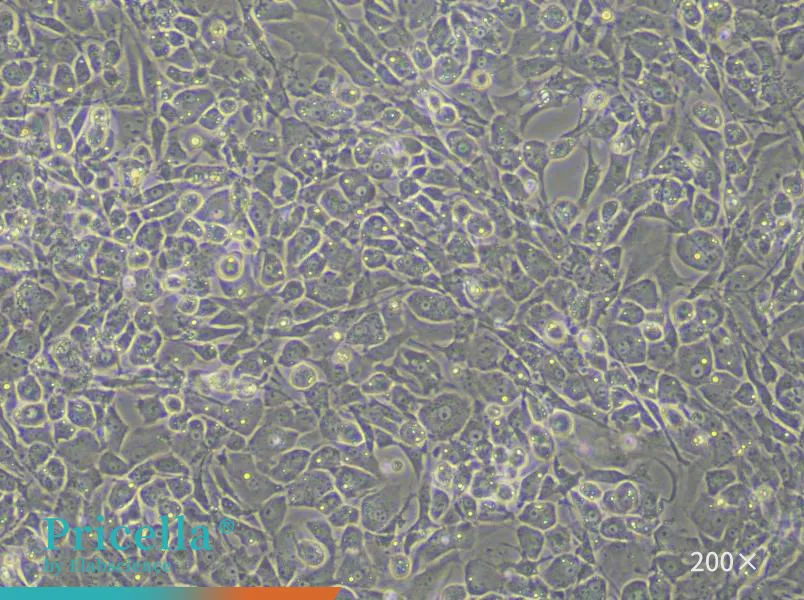 Rat Articular Chondrocytes Isolation and Culture Kit - small - 3