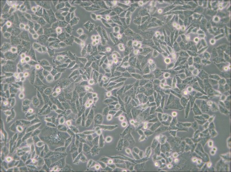 CHO Cell Complete Medium - small - 6