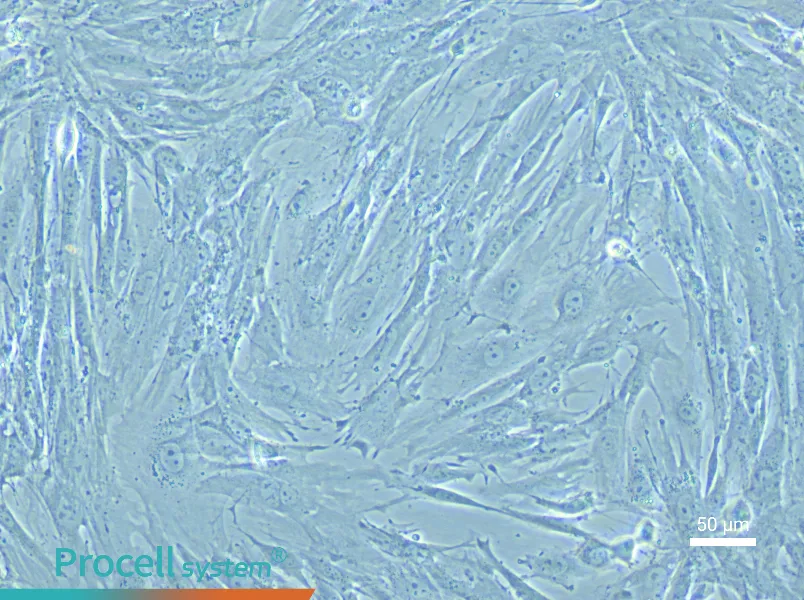 Mouse Small Intestine Interstitial Cells of Cajal Complete Medium - 6