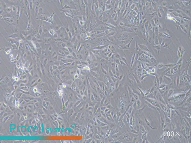COV362 Cell Complete MediumCOV362 Cell Complete Medium - 3