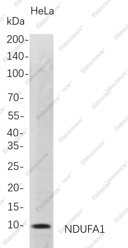 Recombinant NDUFA1 Monoclonal Antibody - 1